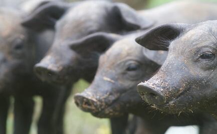 El protagonismo del cerdo en la alimentación y cocina mexicana