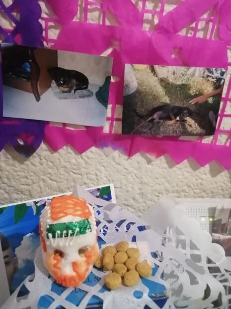 ¿Cuándo vienen las mascotas en Día de Muertos?