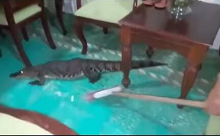 Video. Mujer saca a escobazos a cocodrilo de su casa en Tabasco