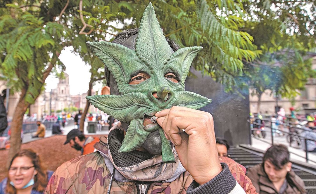 La SCJN despenalizó el uso lúdico de la marihuana. Foto: Archivo/ EL UNIVERSAL.