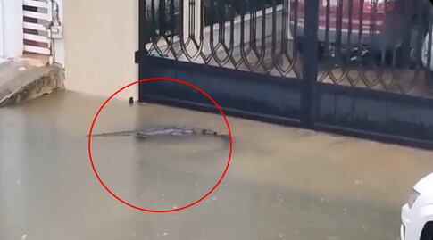Temporada de lluvias en México: captan a cocodrilo en calles inundadas en Ciudad Madero, Tamaulipas; video se viraliza
