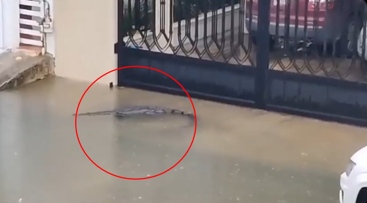 El video captado por un vecino del lugar. Foto: redes sociales