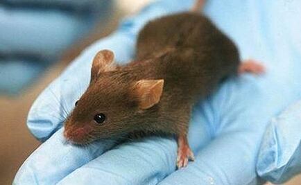 Terapia génica devuelve oído a ratones sordos