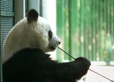 Chapultepec, casa de las pandas más longevas