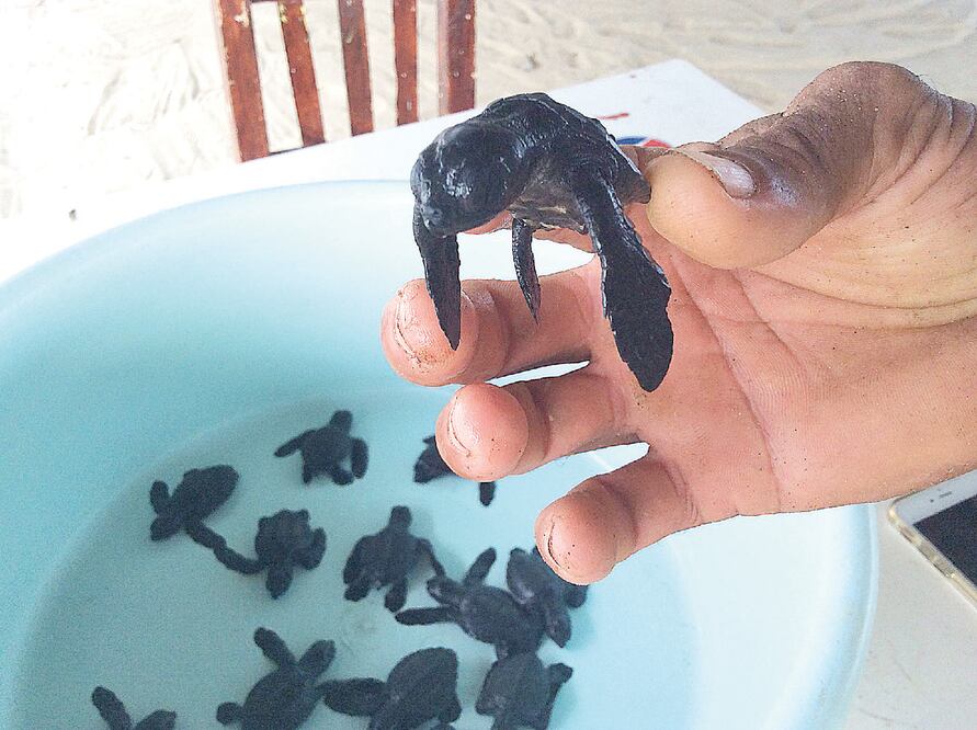 Este año en la zona poblada ha disminuido la presencia de la tortuga; sin H I S TO R I A embargo, en las playas vírgenes de las costas su arribo es mayor (NOTIMEX)