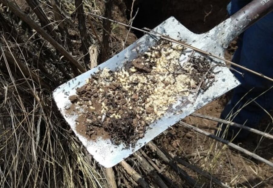 ¿Cómo se recolectan los escamoles en Tlaxcala?