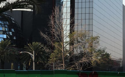 Ahuehuete que estaba sobre Reforma ya está sembrado en Vivero Nezahualcóyotl: Sheinbaum