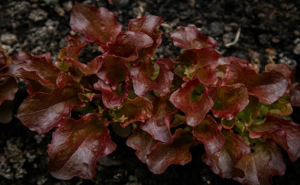 La mejor agua de lechuga es la que se hace con lechuga romana roja. Foto: Unsplash.