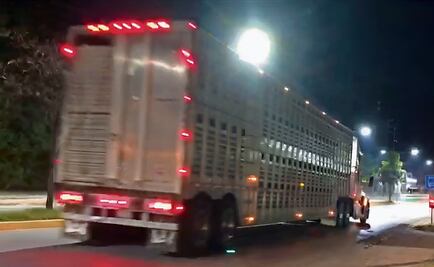 Negligencia oficial provoca crisis del gusano; ganaderos; piden controles en frontera sur