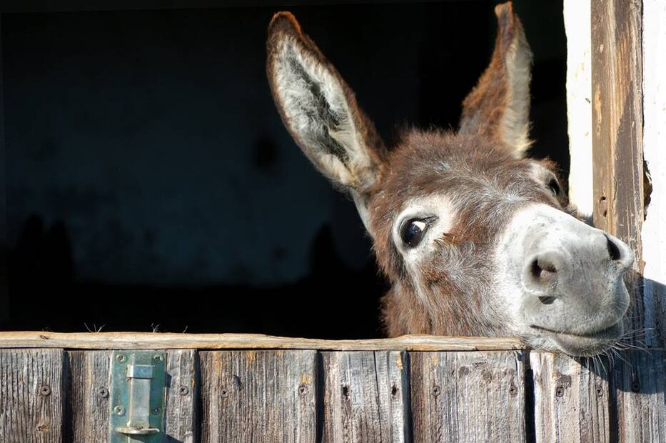 Foto: iStock