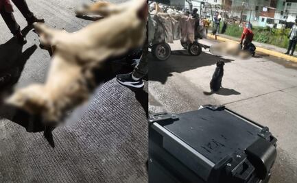 Caballo que jalaba carreta de basura muere en calles de Tultitlán; hecho causa indignación