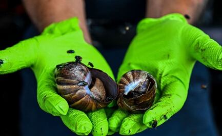 "Si ves uno, ni lo toques ni te lo comas": la advertencia en EU por la presencia de peligrosos caracoles gigantes africanos