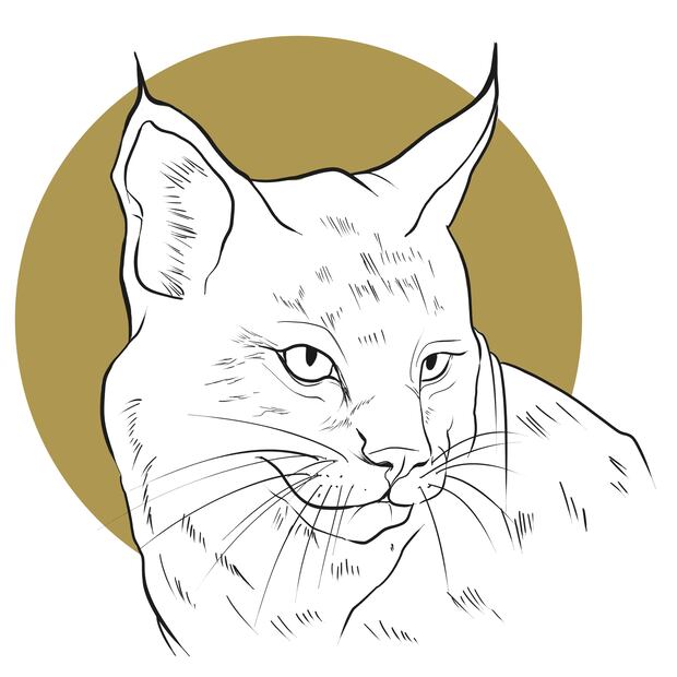 GATO MONTÉS
Nombre científico: Felis silvestris.
Habita en zonas templadas. 
Presente: En todo el Estado de México. 
Alimento: Liebres, conejos, roedores, aves y serpientes