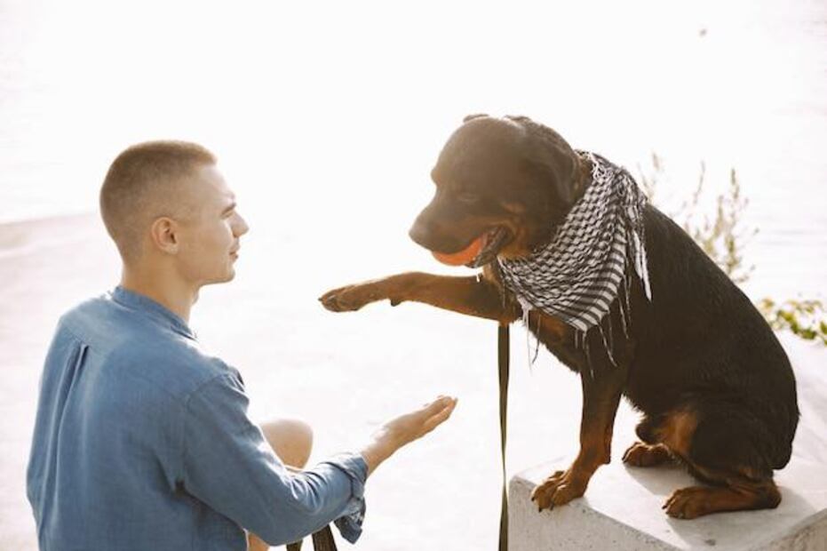 La clave de la comunicación entre perros y humanos. Fuente: Freepik.