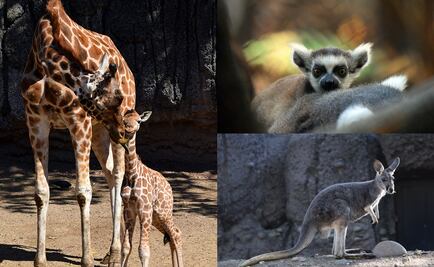 Nacen 22 crías de diversas especies en zoológicos de CDMX