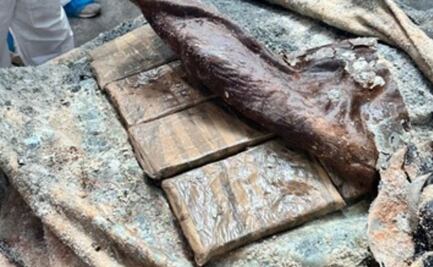 Incautan en Portugal tonelada y media de cocaína de Latinoamérica; estaba escondida en pieles animales