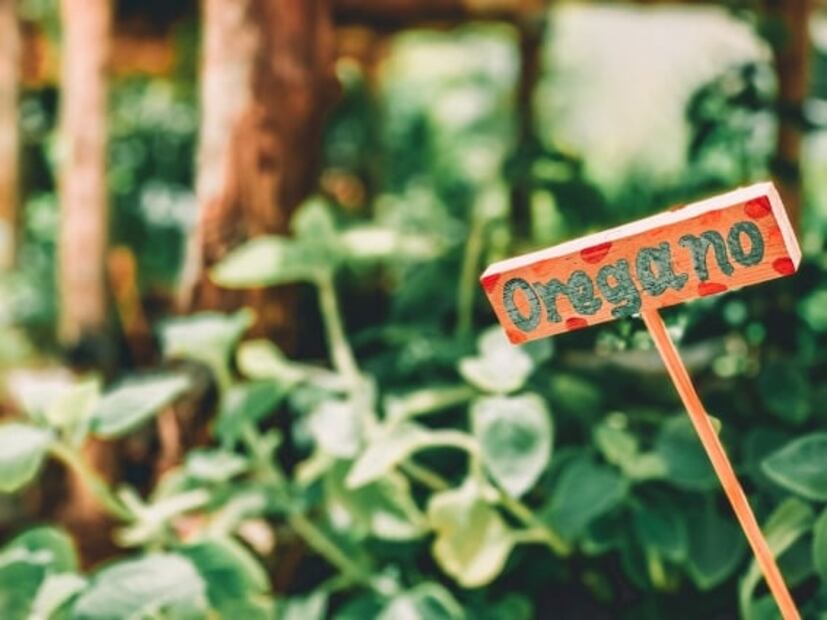 Beneficios y efectos secundarios negativos del té de orégano