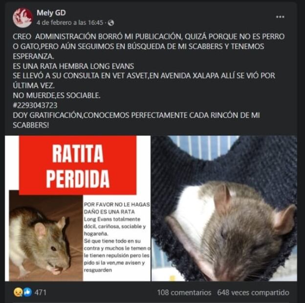 Buscan a Scabbers, una rata perdida en Veracruz