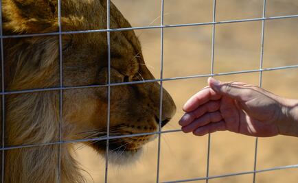 Sacrifican a dos leones porque un hombre entró a su jaula en Chile