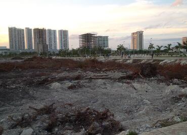 Donarán mil plantas de manglar para Malecón Tajamar