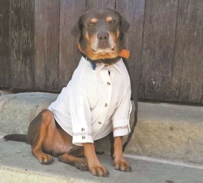Los perros que han robado el corazón de los mexicanos