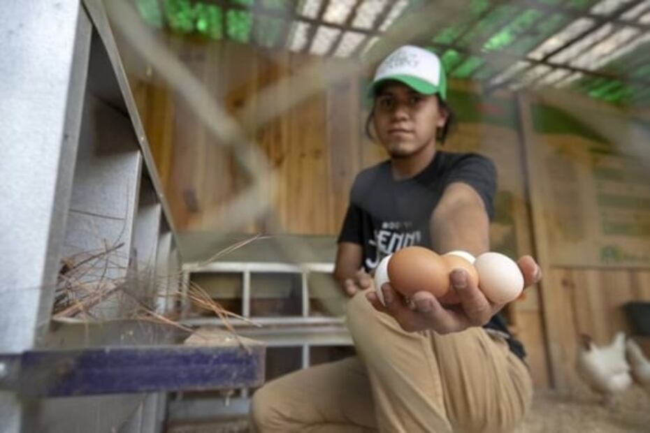 ¿Cuántas calorías tiene un huevo de gallina?