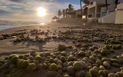 Aparecen miles de “bolas” verdes en playa de Sonora