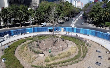 Ahuehuete de Reforma: ¿Cuántos años vive este árbol y en qué condiciones?