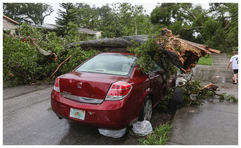 Conoce si el seguro de tu auto cubre la caída de un árbol. Imagen: Unsplash.