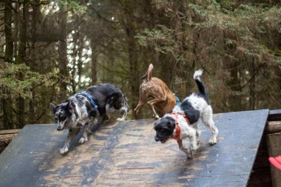 Lánzate con tu perro a esta caminata en el bosque de la CDMX 