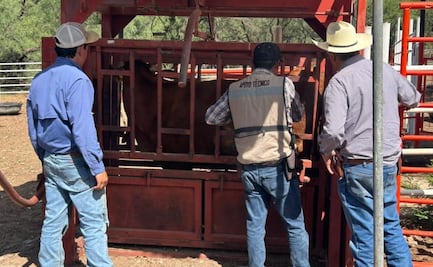 Suman cuatro casos de gusano barrenador en Chihuahua; la única forma para combatirlo es con la mosca fértil: Unión Ganadera