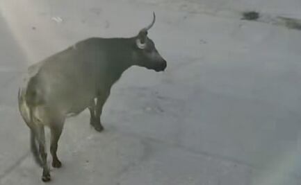Tres toros de Lidia provocan pánico y destrozos en las calles de San Felipe, Guanajuato