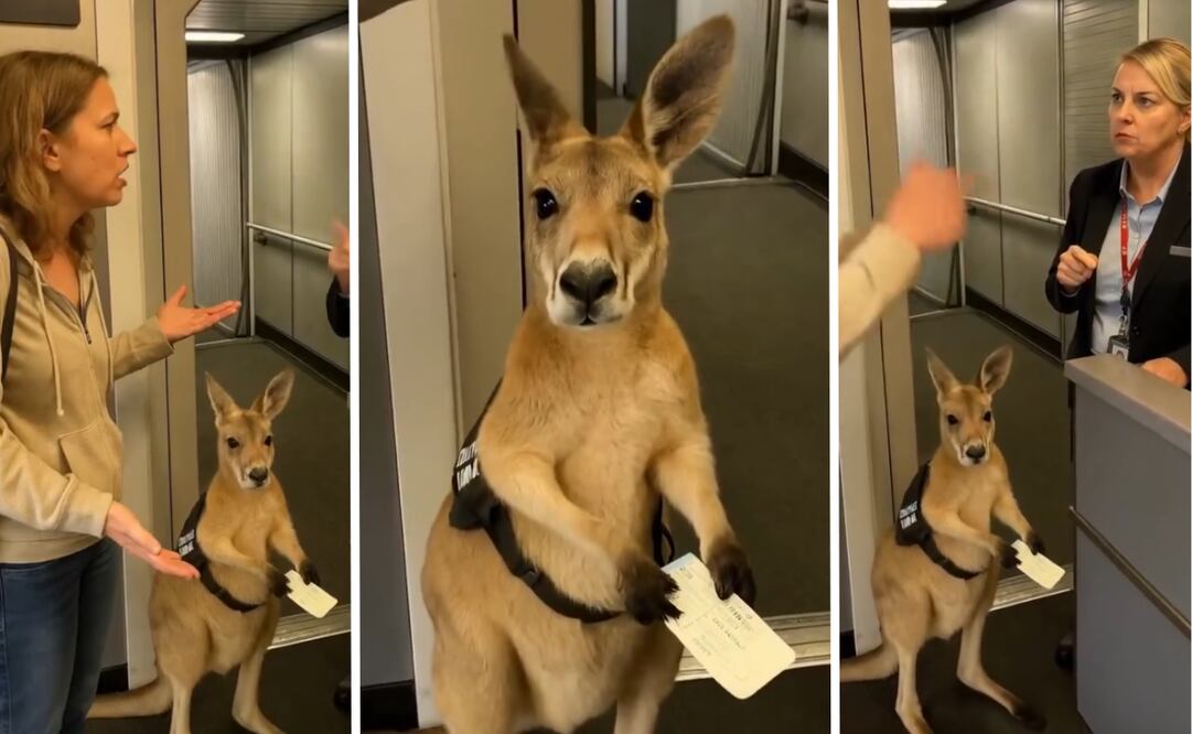Video viral de canguro generado con inteligencia artificial. Foto: Tiktok