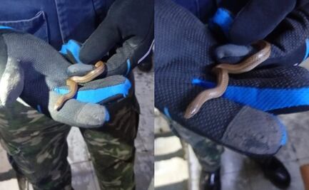 ¡Qué miedo! Rescatan a víbora de agua en la Línea B del Metro