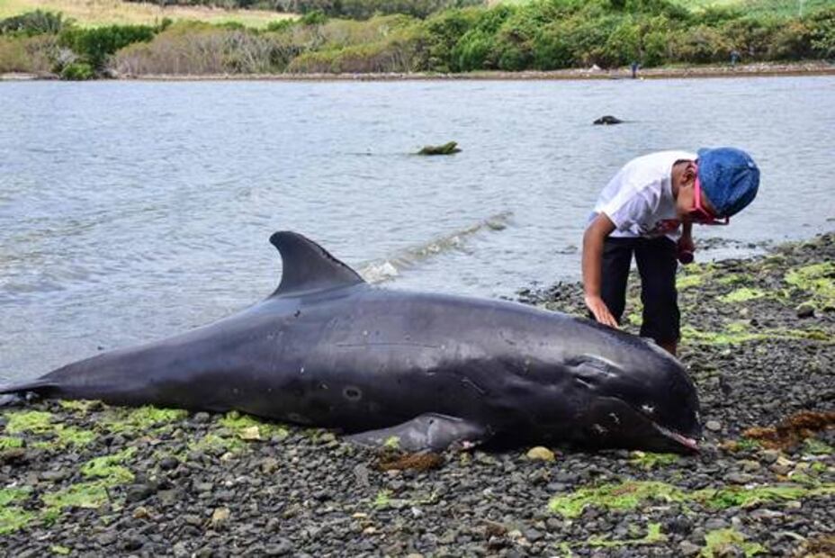 Hallan 18 delfines muertos en Mauricio tras derrame de petróleo