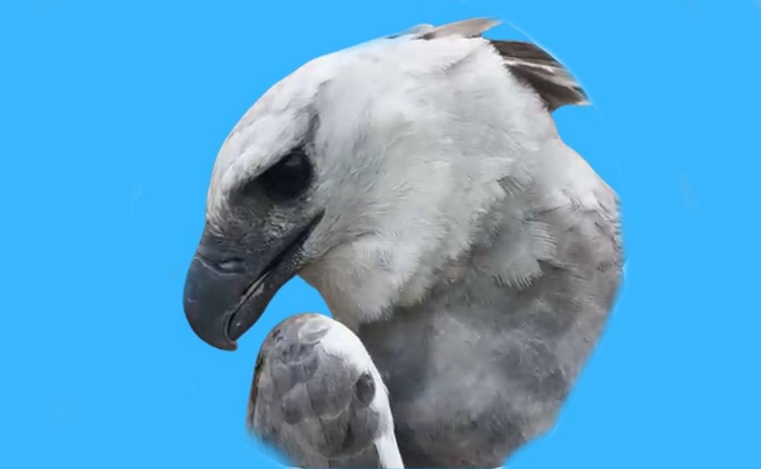 Ejemplar de águila arpía llega a Zoomat de Tuxtla Gutiérrez, Chiapas, como parte de un programa de conservación y reproducción (18/12/2025). Foto: Zoomat