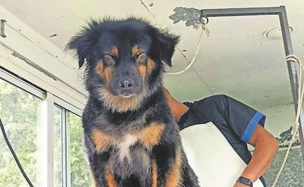 Rescatan a 7 mil 449 animales en peligro