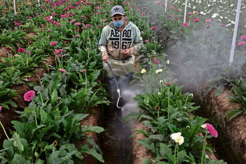 Cristopher Rogel Blanquet ha desarrollado la serie Beautiful Poison durante tres años, en los que ha captado la historia de una comunidad de floricultores que lidia con las consecuencias de usar pesticidas. Foto: Cristopher Rogel Blanquet, Mexico, W. Eugene Smith Grant/National System of Art Creators FONCA/Getty Images