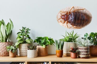 Temporada de calor en México; 3 plantas de primavera que podrían llenar tu hogar de chinches