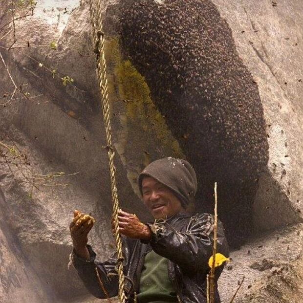 Foto: @himalayan_madhoney