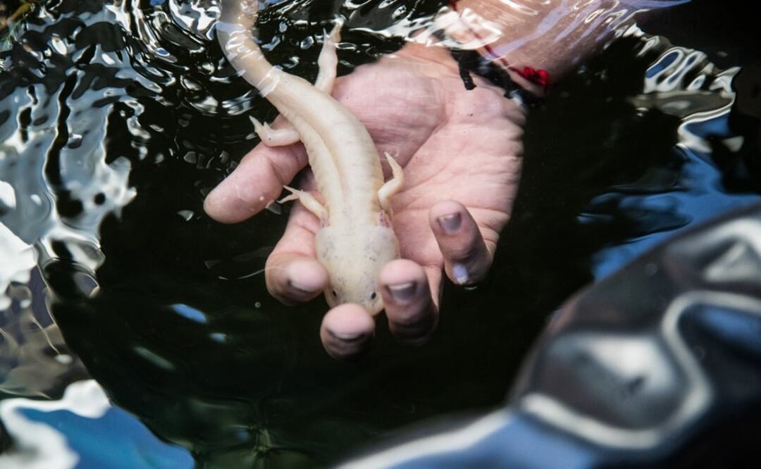 Además de saber cómo mantener un ajolote, es importante evitar contaminar su hábitat natural. Foto: German Espinosa/EL UNIVERSAL 