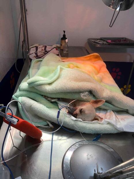 Pincky, el pequeño gran héroe herido por defender su casa de ladrones en Nayarit