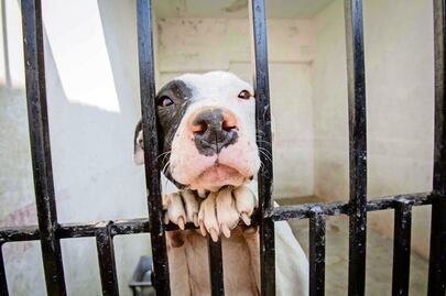 Senadores del PVEM llaman a no regalar mascotas en Día de Reyes; “no son objetos de temporada ni juguetes”, enfatizan