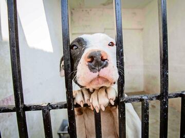 Senadores del PVEM llaman a no regalar mascotas en Día de Reyes; “no son objetos de temporada ni juguetes”, enfatizan