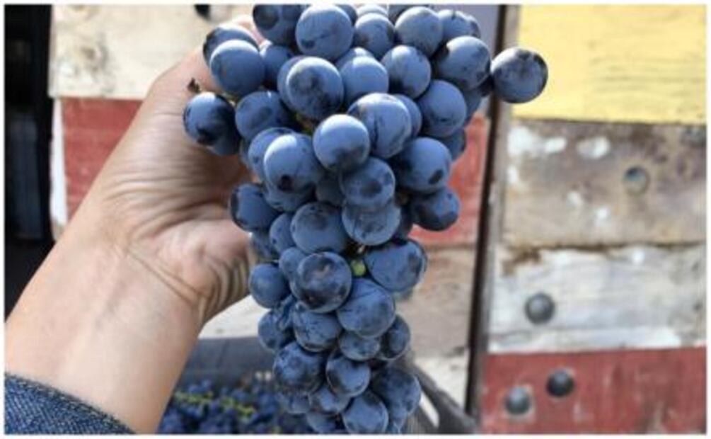 Vinos naturales: cambiar de chip para aprender