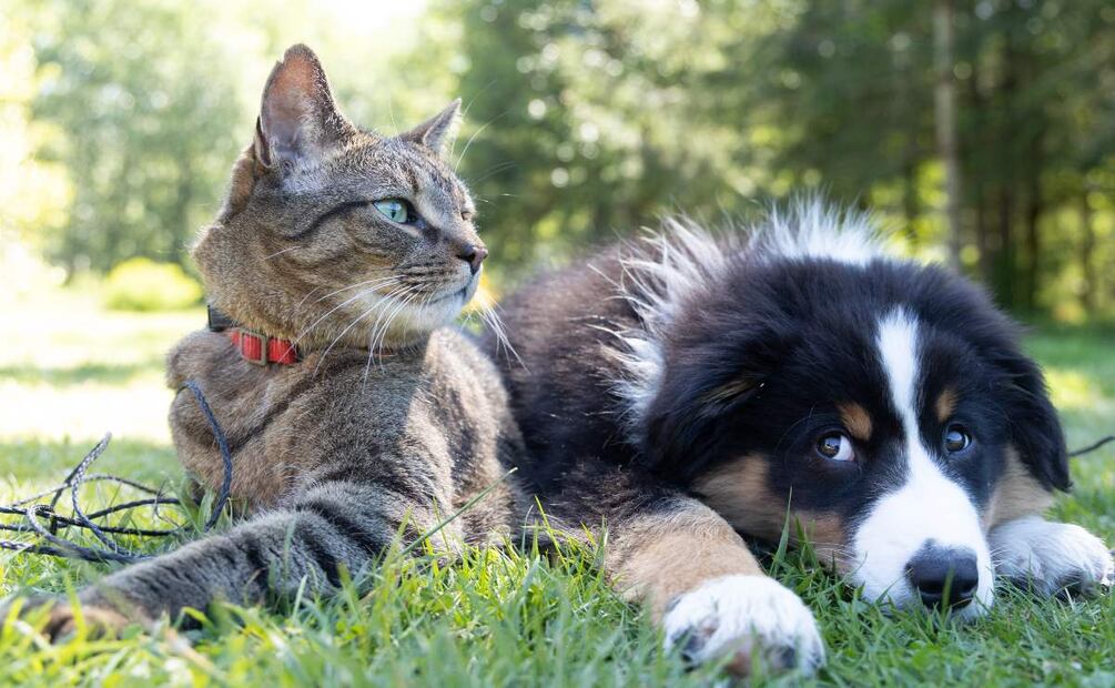 ¿Quieres esterilizar a tu mascota pero tienes dudas? Aquí te las aclaramos