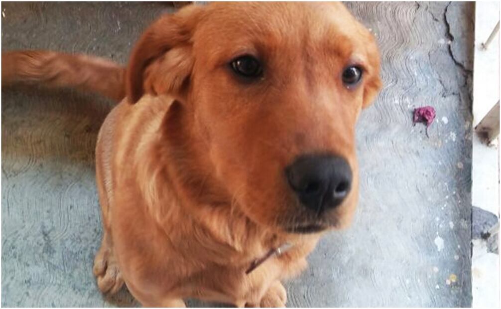 Guardería para mascotas. Foto: Especial