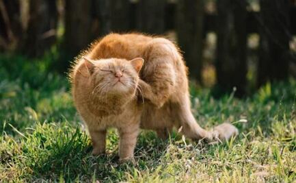 ¿Qué hacer si mi gato se rasca mucho, según veterinaria?