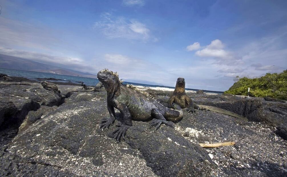 Fotografía del 18 de junio, 2009. Las Islas Galápagos, un archipiélago en costas ecuatorianas, cuenta con una cantidad impresionante de especies endémicas; sin embargo, la introducción de animales y plantas invasoras, asentamientos humanos y erupciones volcánicas afectaron la simbiosis de sus ecosistemas. Foto: Luis Cortés/EL UNIVERSAL.