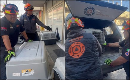 Rescatan a cuatro perros de raza fina abandonados en Central de Autobuses de Monterrey; autoridades investigan los hechos